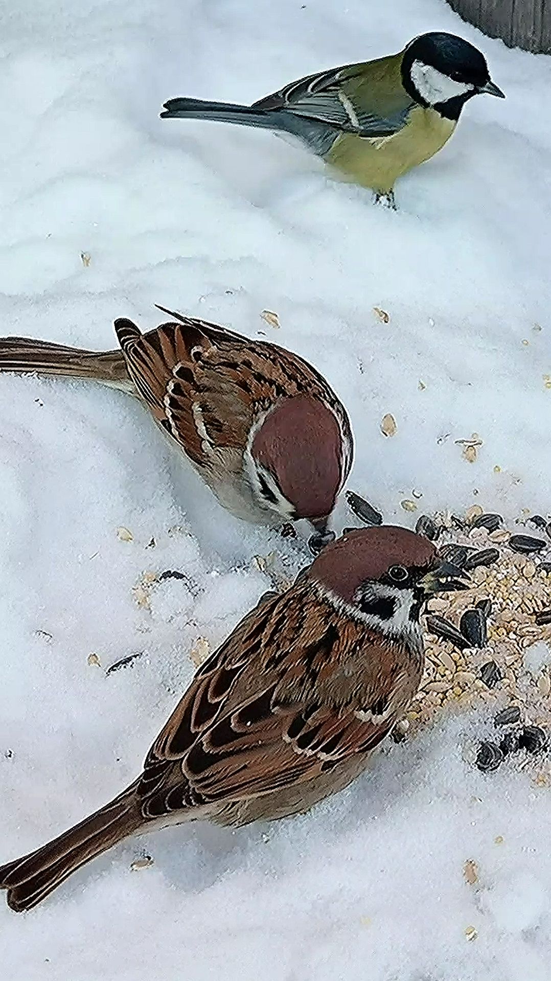 Воробьи и Синицы на кормушке смотреть онлайн