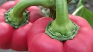 По опыту прошлых сезонов перцы из свежих семян на 16 день после первого всхода пикирую