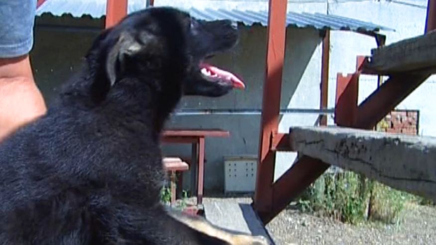 КАК СТАТЬ НАСТОЯЩЕЙ СОБАКОЙ  о работе служебных собак.