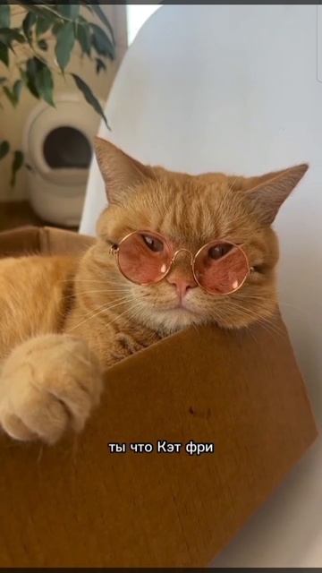 дал бог котейку даст и на жизнь копейку смотреть онлайн