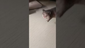 сильвашки милашки 6 серия вор на прилавке магазина