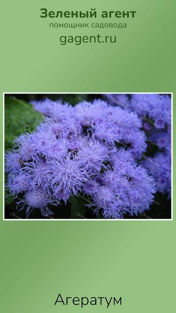 Агератум - Зеленый Агент смотреть онлайн
