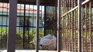 Красивый белый тигр лежит лапки свесил по кошачьи на Азовском море на солышке