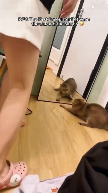 Кошки против зеркал 🐈🐈⬛ смотреть онлайн