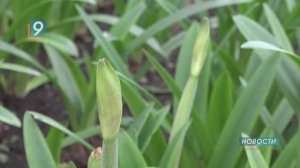 В тепле и заботе: сотрудники "Зеленстроя" готовятся к весеннему сезону