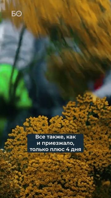 Соотношение собственно выращенных цветов с импортными #розарий #теплицы #бизнес смотреть онлайн