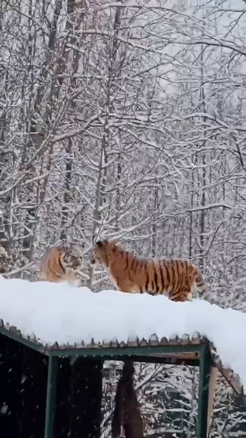 🐯 Очаровательные тигрицы Катерина и Волга из Дома тигра словно рождены для зимы смотреть онлайн