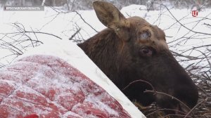 В Ярославской области местные жители выходили провалившегося под лед лося