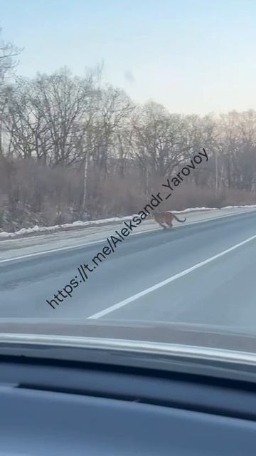 тигры Славянка смотреть онлайн