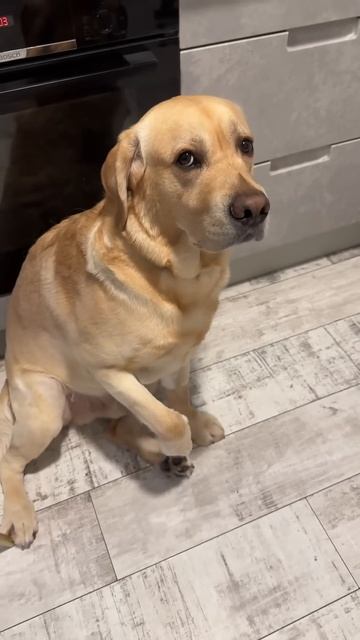 Симулянт😁 смотреть онлайн