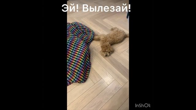 Игра в прятки.