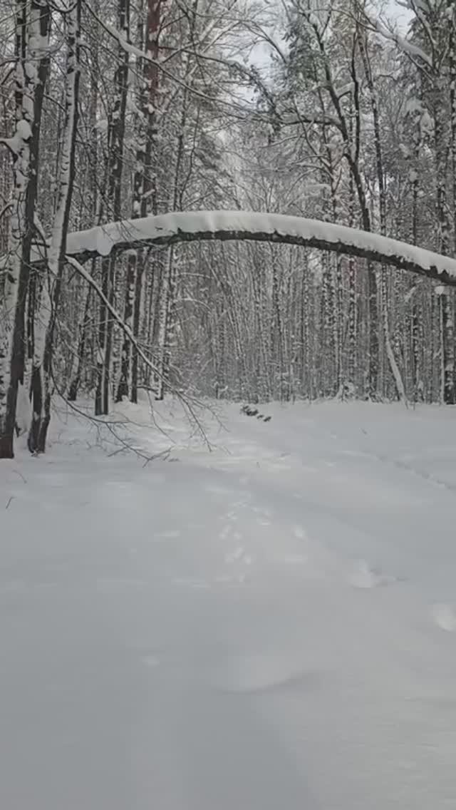 Зимний лес. смотреть онлайн