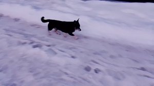 Утром пробежка - собачка VID_20260130_073206