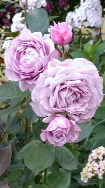 🐞🐞🐞🐝 смотреть онлайн