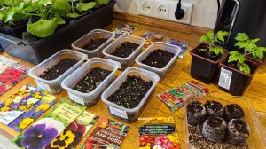 30.01.2026 Обзор Рассады Цветы Земляника Томаты Перец