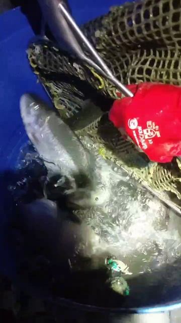 Навеска от 1,5- 3 кг.