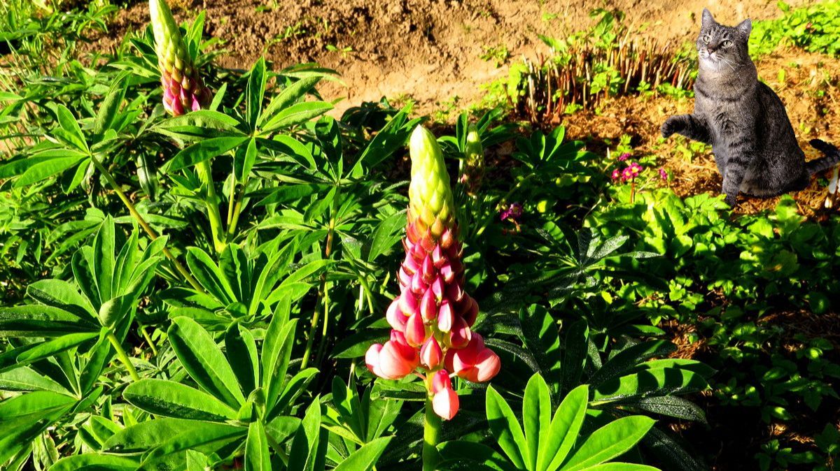 Люпины. Лето 2025 года. смотреть онлайн