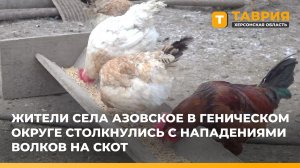 Жители села Азовское в Геническом округе столкнулись с нападениями волков на скот