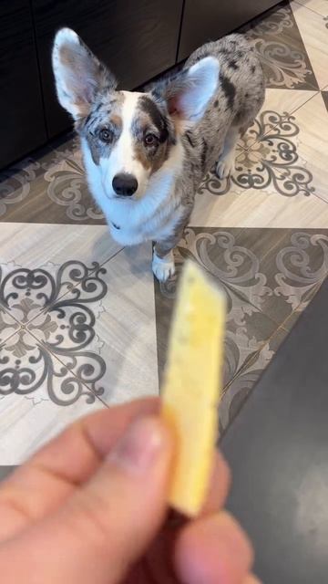 А так хотелось беляш) смотреть онлайн