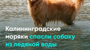 Калининградские моряки спасли собаку из ледяной воды