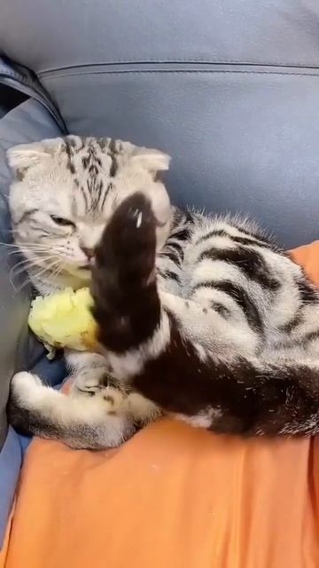 Белорусский котик