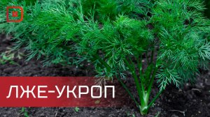 В Дагестане предотвращён ввоз запрещённых веществ