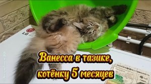 Капризная кошечка Ванесса любит лежать в тазике