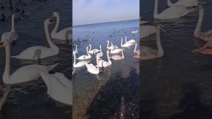 Анапа. Пляж Высокий берег. Кормление лебедей. 29 Января 2026.