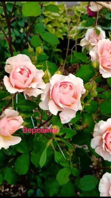 как хороши были розы... смотреть онлайн