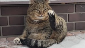 ДНЕВНИК лесного кота Барсика: «Чистюля!» - 19.01.2026