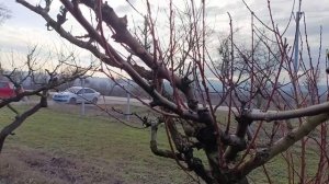 Семья трутовка пчел. Работаем в саду.