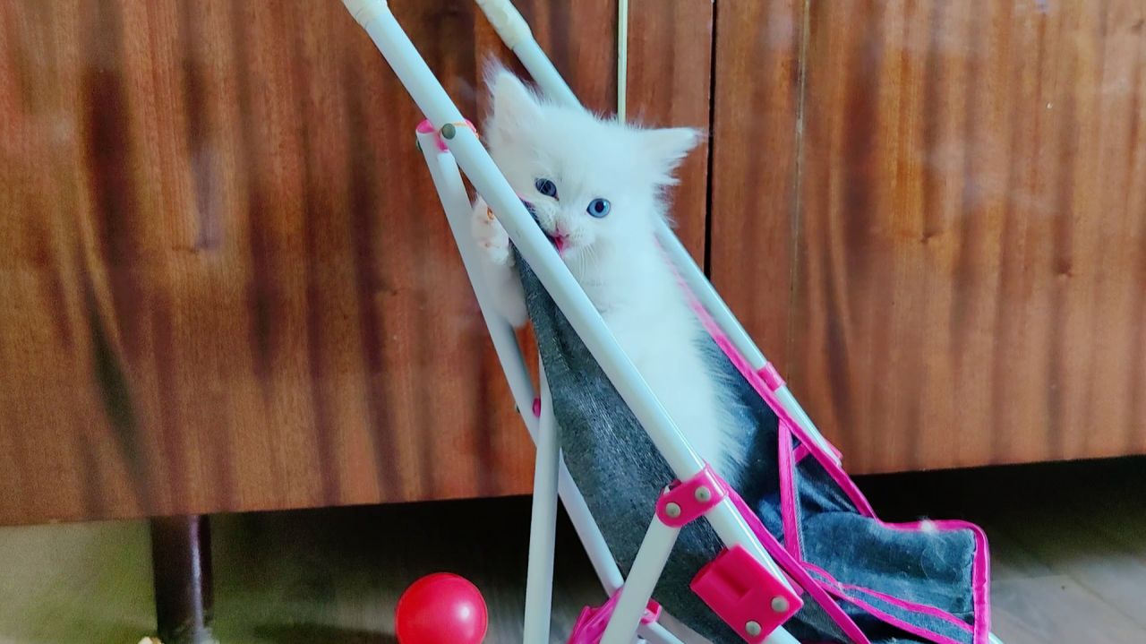 Котенок Микки в детской коляске. Необыкновенный котенок. смотреть онлайн