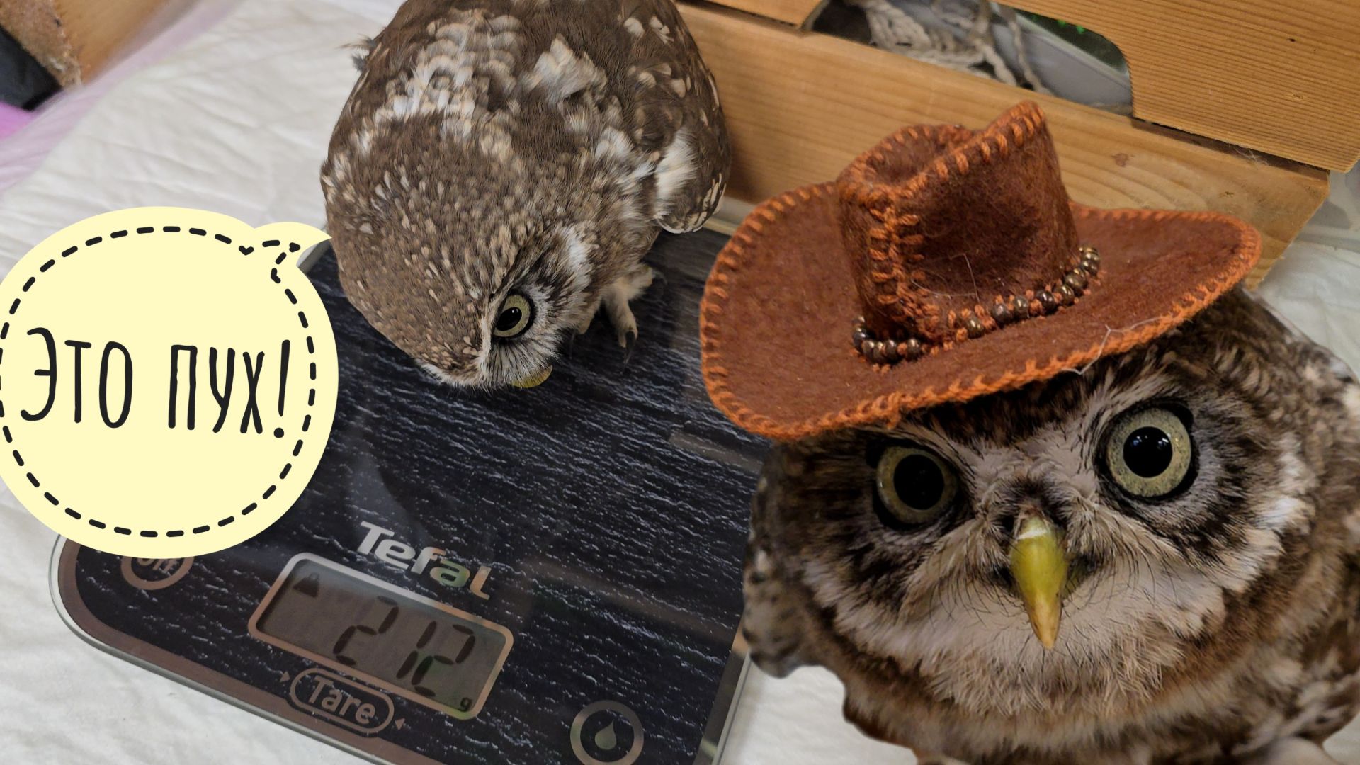 Сколько граммов зла в маленькой сове? Сыч Лучик на массе. Сову Ёлку начало пожмораживать смотреть онлайн