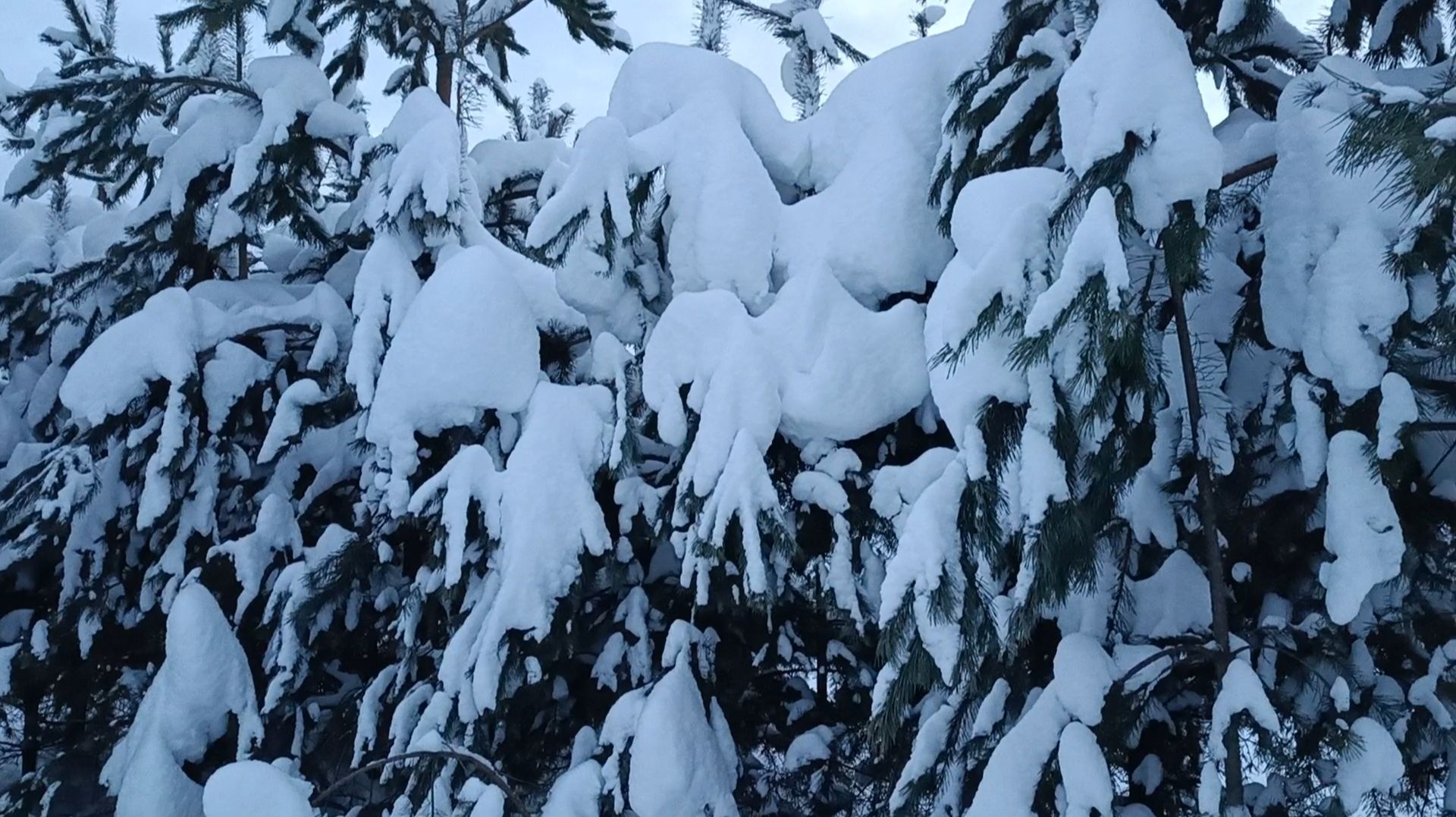 Среди заснеженных елей смотреть онлайн
