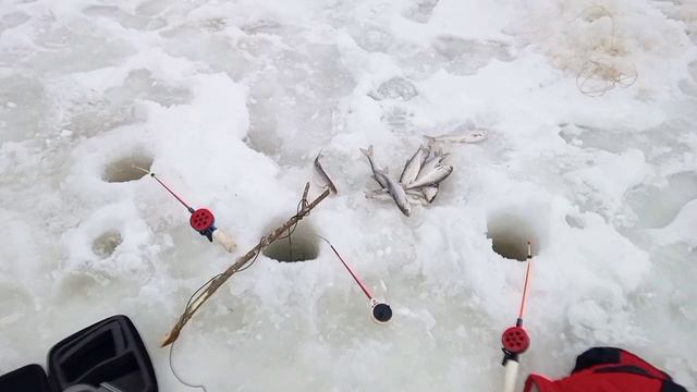 Елец на подводную камеру