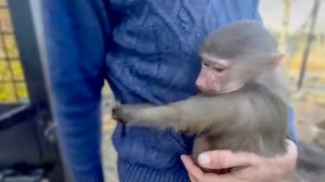 Люся ни в какую не хочет оставаться в вольере с Соней, ВЦЕПИЛАСЬ во Влада КАК В РОДНОГО)))