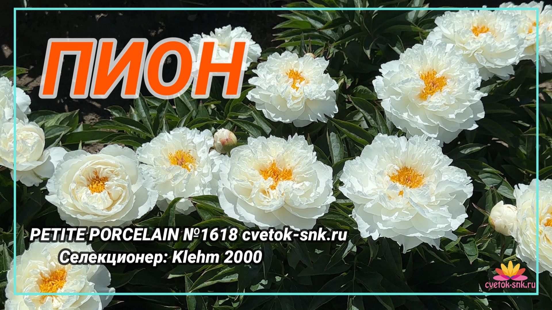 Травянистый «PETITE PORCELAIN»/Сад Ворошиловой