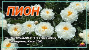 Травянистый "PETITE PORCELAIN"/Сад Ворошиловой