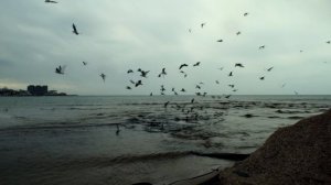 Хмурый день в Анапе. Пляж. Прогулка с Мир-20М (30 января 2026 года )