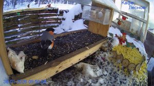 🔴 24 LIVE Главная Кормушка