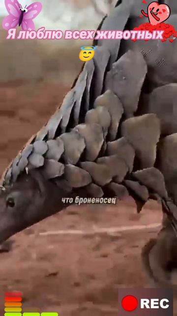 Я люблю всех животных😇 смотреть онлайн
