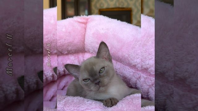 Шоколадный бурманский котёнок мальчик Marcel  II  Freya Way