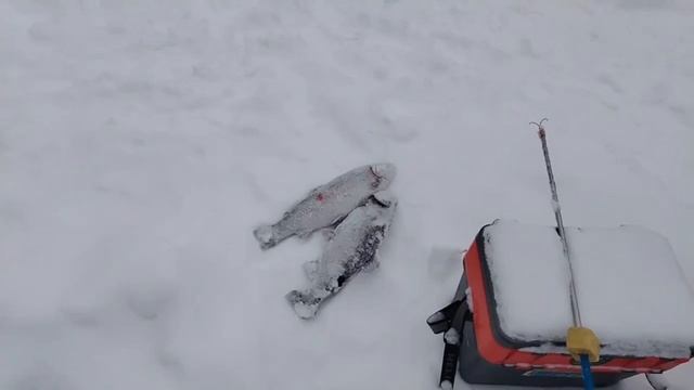 29.01.26 г. РК Волна. смотреть онлайн