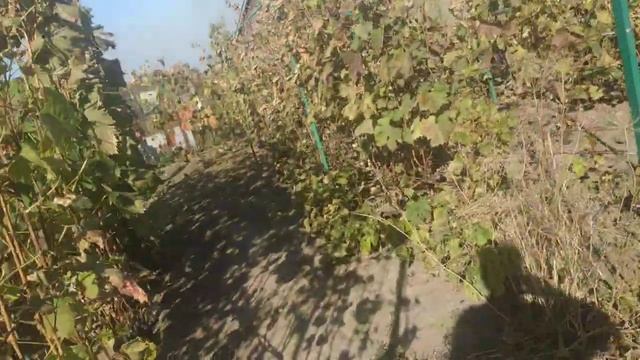 Виноград. Осенний мороз смотреть онлайн