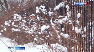 Правда ли, что снегирей на Смоленщине стало меньше