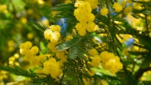 Яркая мимоза распустилась в Сочи в конце января