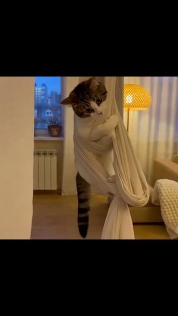 Заигрался котик забавные милота маленький_кот игры котики домашние_животные