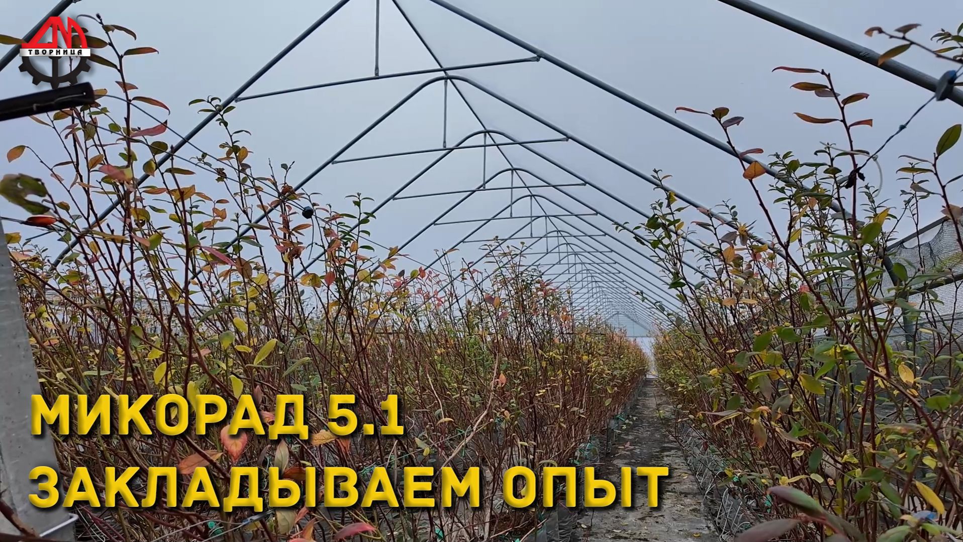 Микорад 5.1. Закладываем опыт