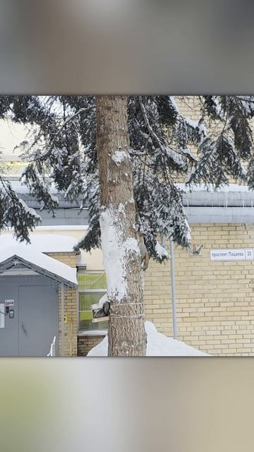 Детсадовские белочки 