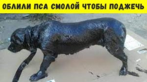 Бедную собаку облили смолой и хотели поджечь...
